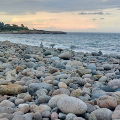 Pebble Beach Rose